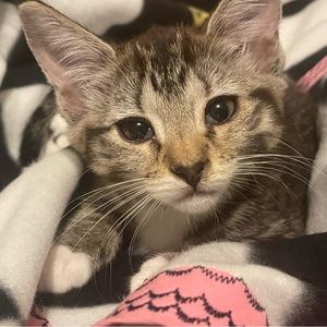 Meet your Posher, Erin